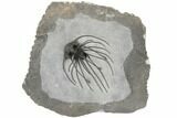 Rare, Spiny Heliopeltis Trilobite - Issoumour, Morocco #189986-1